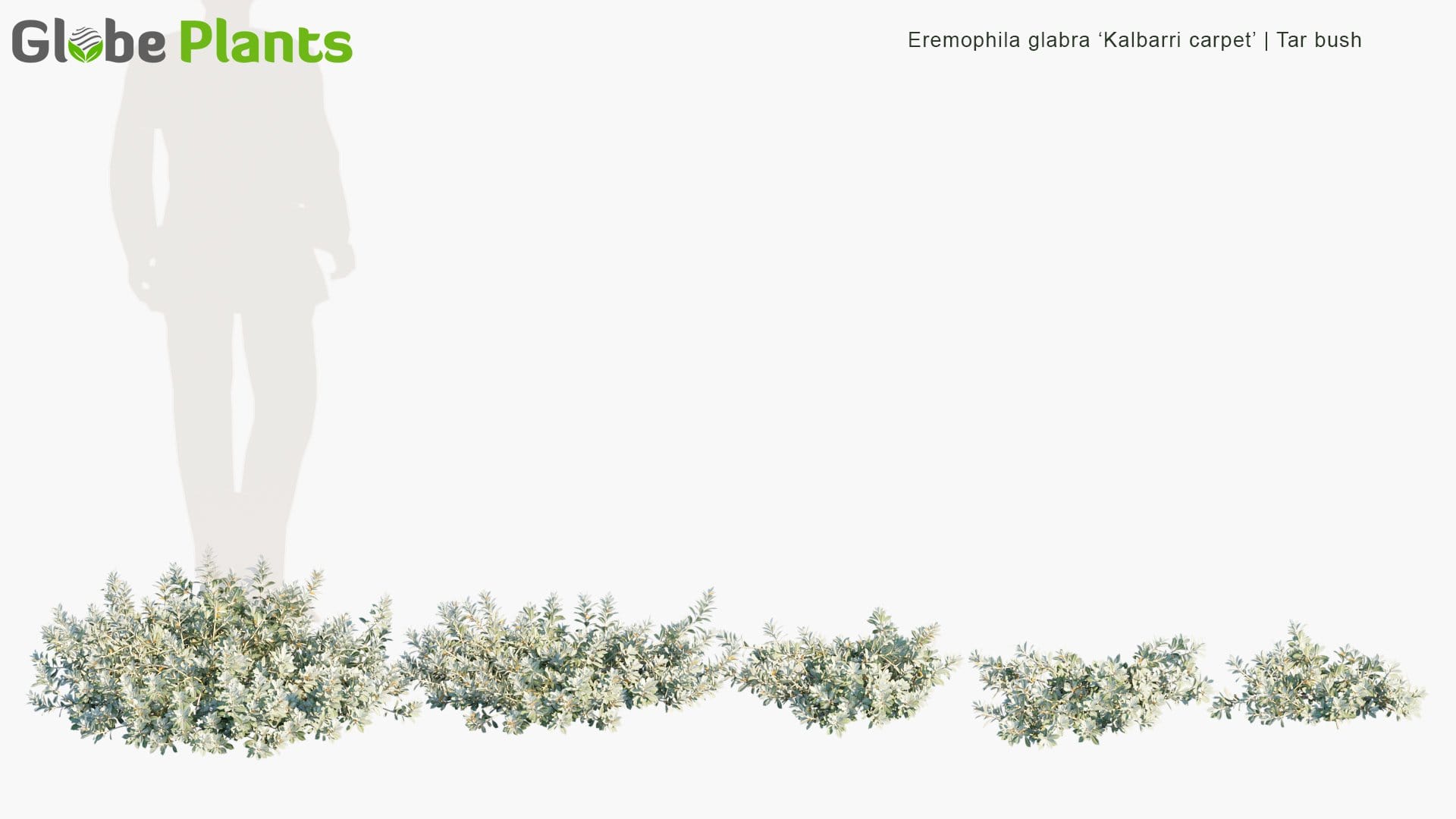Eremophila Glabra 'Kalbarri Carpet' - Tar Bush (3D Model)