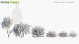Load image into Gallery viewer, Eremophila Nivea - Silky Eremophila (3D Model)