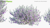 Load image into Gallery viewer, Eremophila Nivea - Silky Eremophila (3D Model)