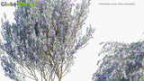 Load image into Gallery viewer, Eremophila Nivea - Silky Eremophila (3D Model)