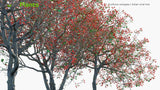 Load image into Gallery viewer, Erythrina Variegata - Indian Coral Tree, Tiger&#39;s Claw
