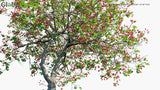 Load image into Gallery viewer, Erythrina Variegata - Indian Coral Tree, Tiger&#39;s Claw