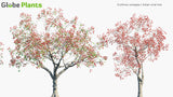 Load image into Gallery viewer, Erythrina Variegata - Indian Coral Tree, Tiger&#39;s Claw