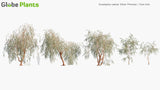 Load image into Gallery viewer, Eucalyptus Caesia &#39;Silver Princess&#39; - Gum Tree
