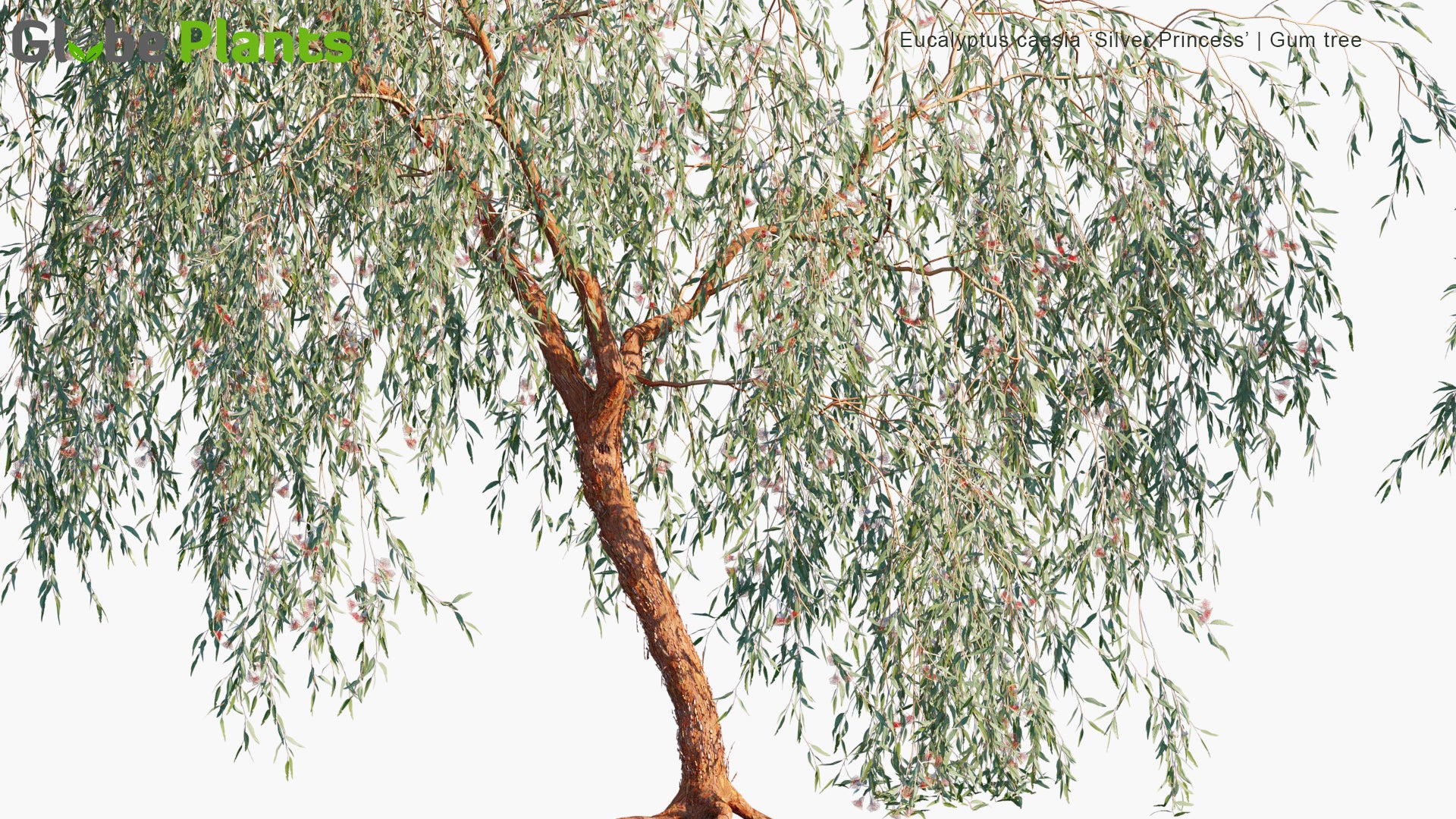 Eucalyptus Caesia 'Silver Princess' 3D Model