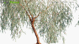 Load image into Gallery viewer, Eucalyptus Caesia &#39;Silver Princess&#39; - Gum Tree