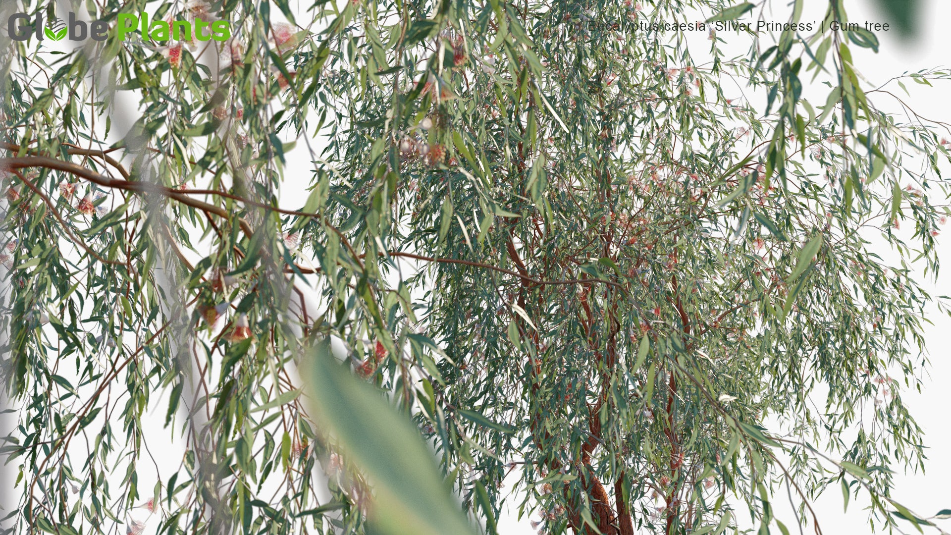 Eucalyptus Caesia 'Silver Princess' 3D Model