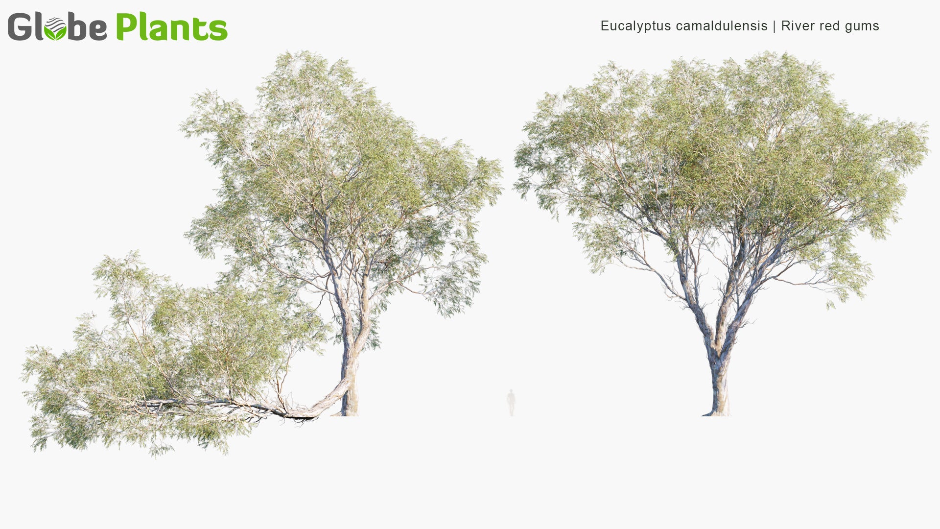 Eucalyptus Camaldulensis 3D Model