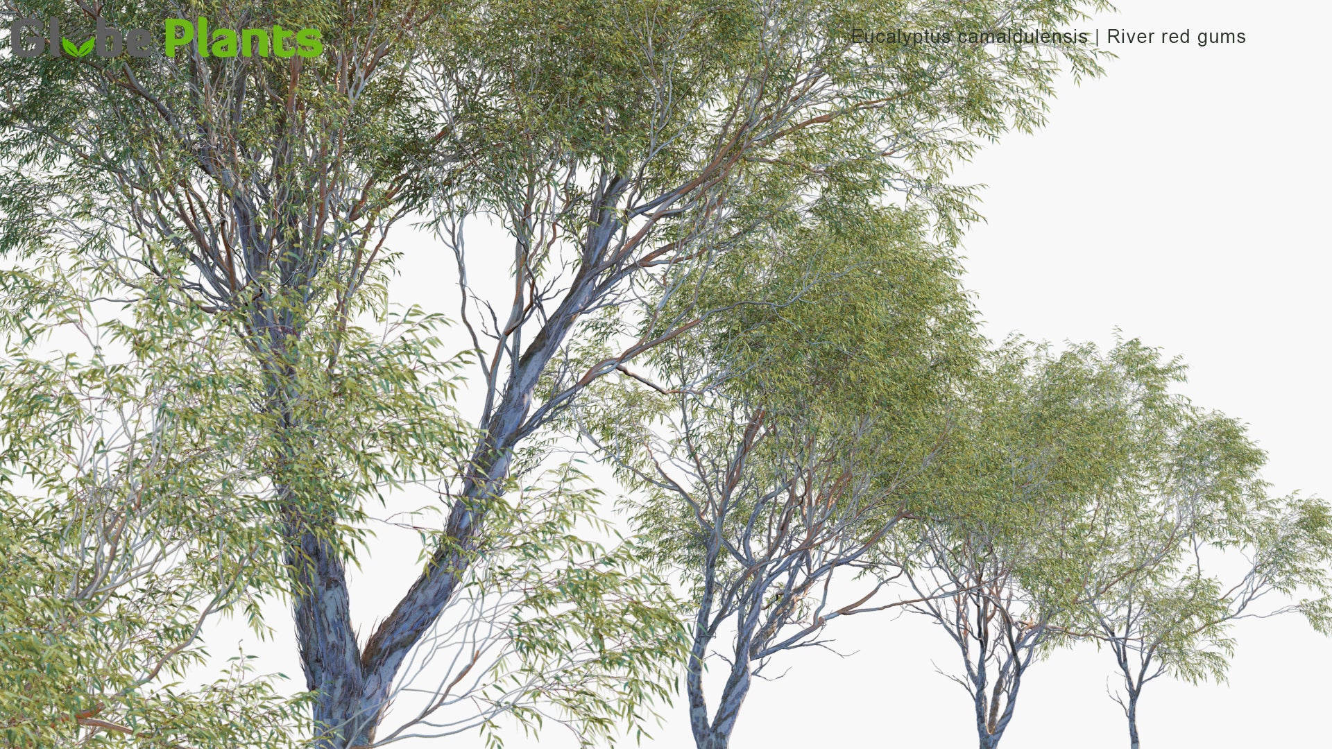 Eucalyptus Camaldulensis 3D Model