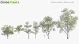 Load image into Gallery viewer, Eucalyptus Globulus - Southern Blue Gum (3D Model)