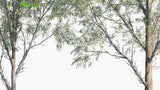 Load image into Gallery viewer, Eucalyptus Globulus - Southern Blue Gum (3D Model)