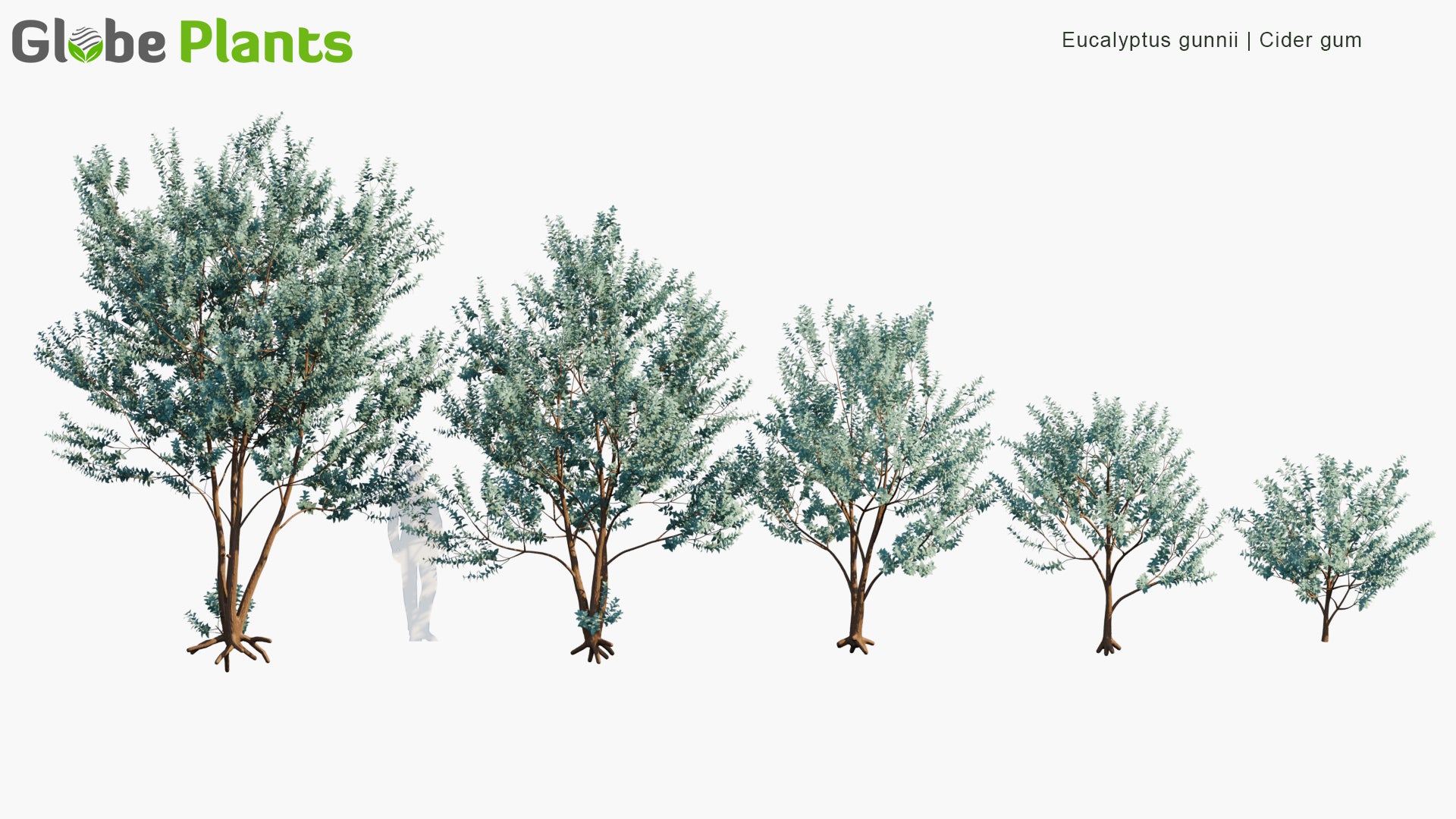 Eucalyptus Gunnii 3D Model