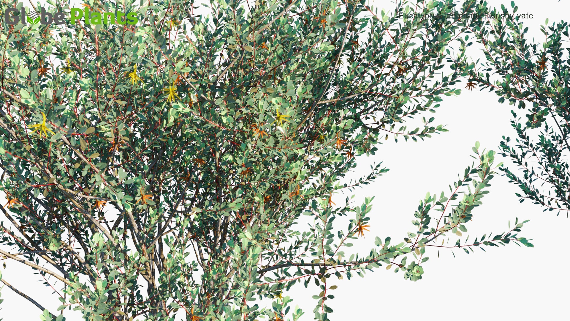Eucalyptus Lehmannii 3D Model