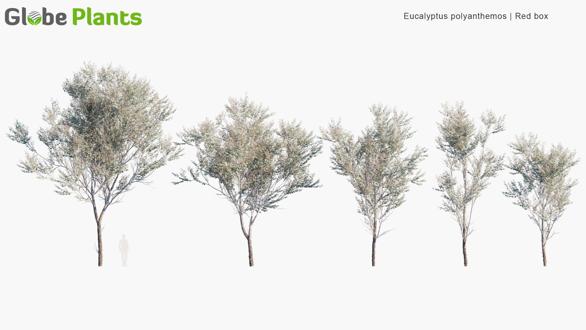 Eucalyptus Polyanthemos 3D Model