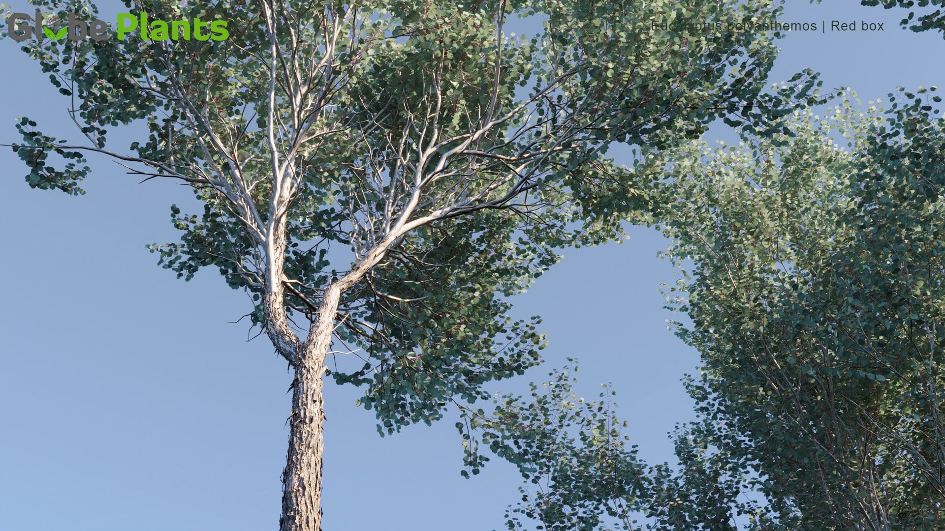 Eucalyptus Polyanthemos 3D Model