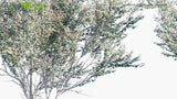 Load image into Gallery viewer, Eucalyptus Polyanthemos - Red Box (3D Model)