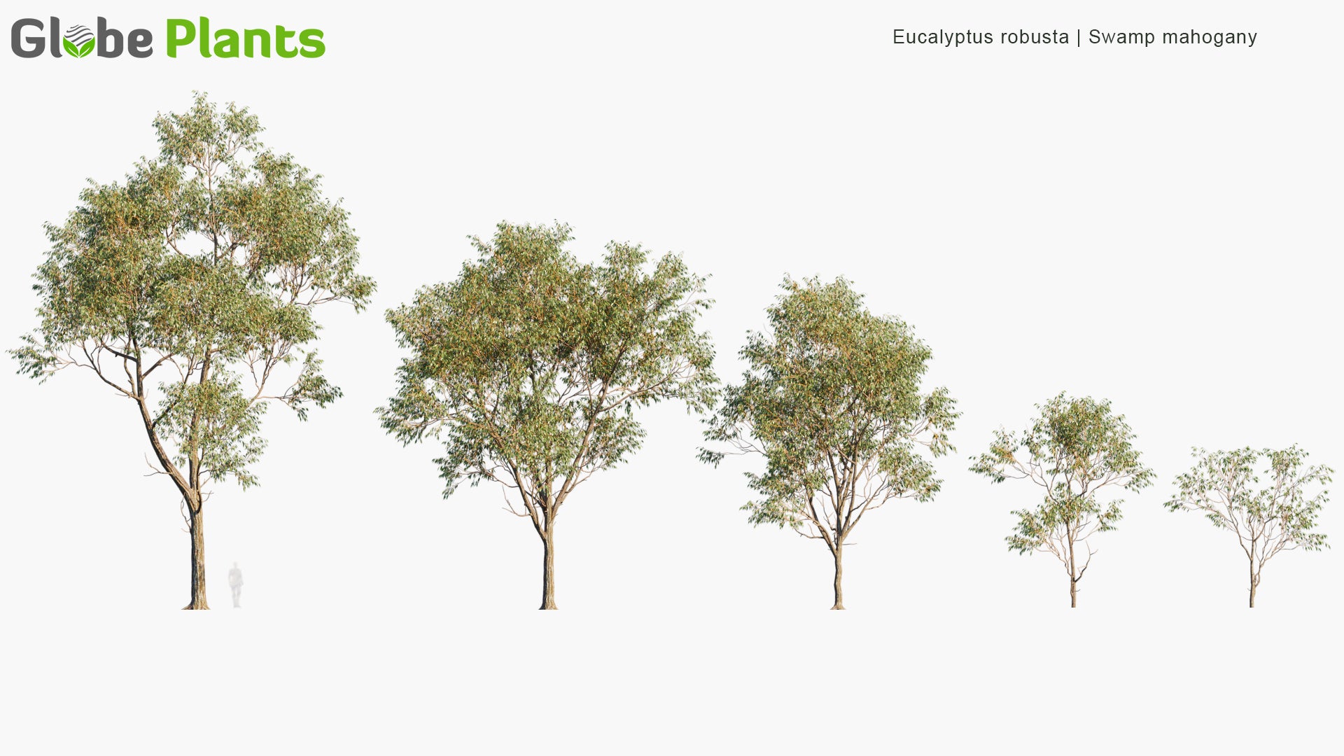 Eucalyptus Robusta 3D Model