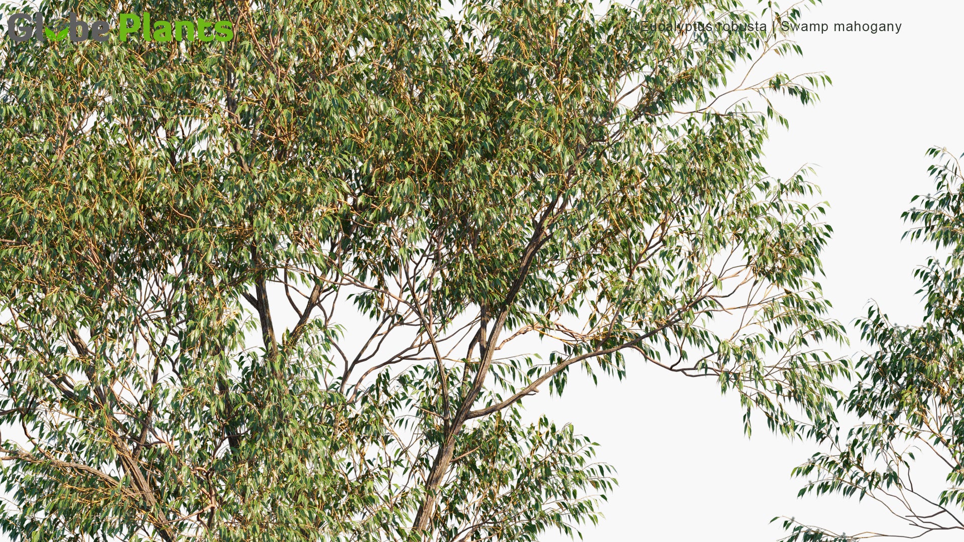 Eucalyptus Robusta 3D Model