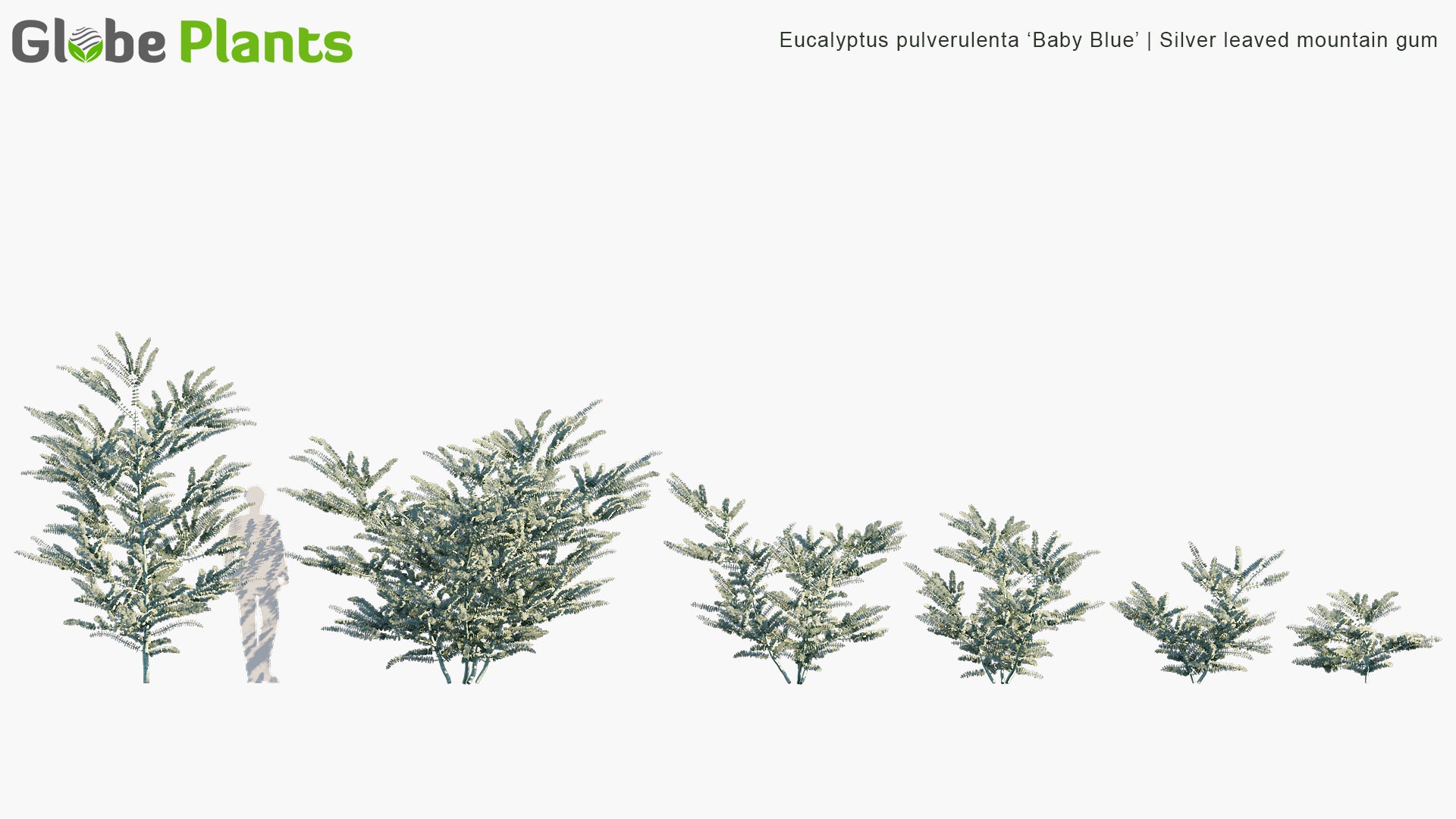 Eucalyptus Pulverulenta 'Baby Blue' - Silver-Leaved Mountain Gum