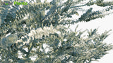 Load image into Gallery viewer, Eucalyptus Pulverulenta &#39;Baby Blue&#39; - Silver-Leaved Mountain Gum