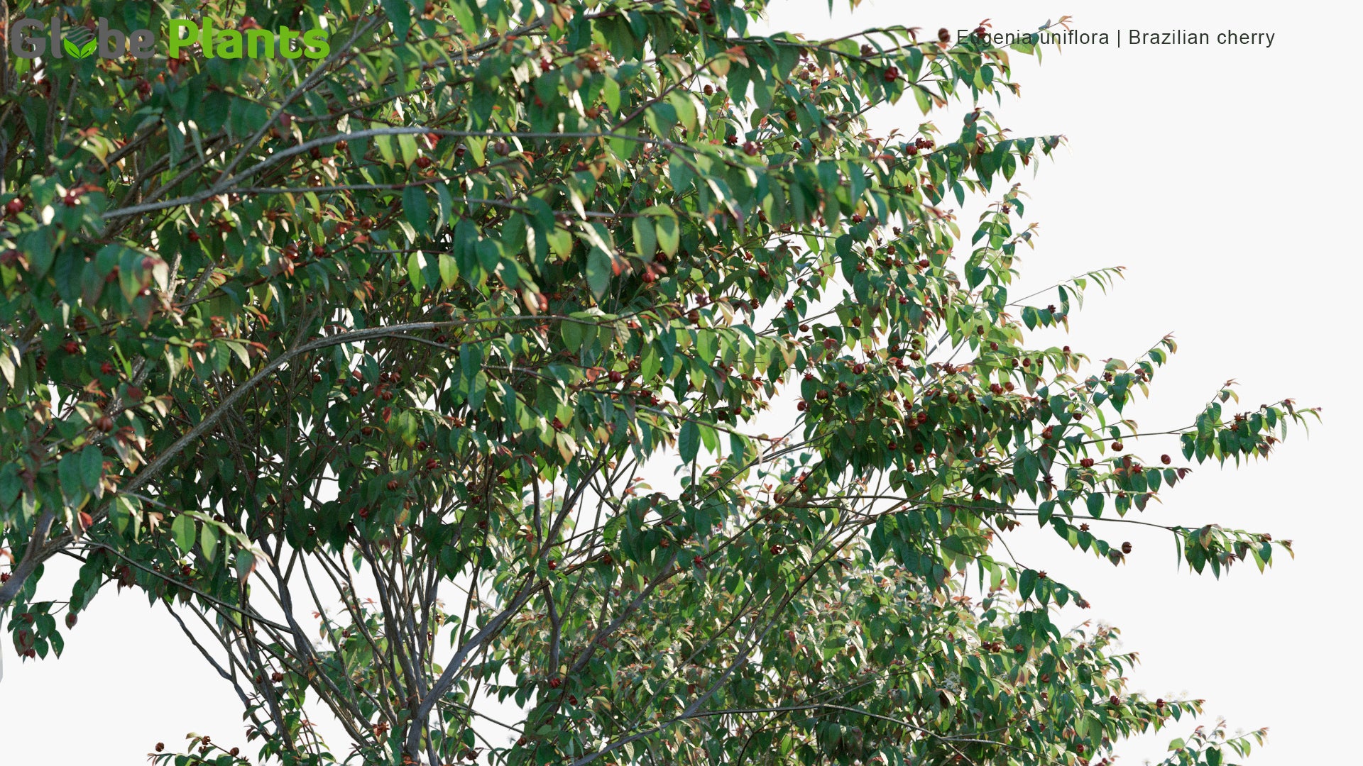 Eugenia Uniflora - Brazilian Cherry, Cerisier Carré, Monkimonki Kersie, Ñangapirí