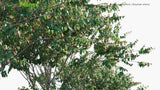 Load image into Gallery viewer, Eugenia Uniflora - Brazilian Cherry, Cerisier Carré, Monkimonki Kersie, Ñangapirí
