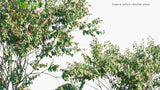 Load image into Gallery viewer, Eugenia Uniflora - Brazilian Cherry, Cerisier Carré, Monkimonki Kersie, Ñangapirí