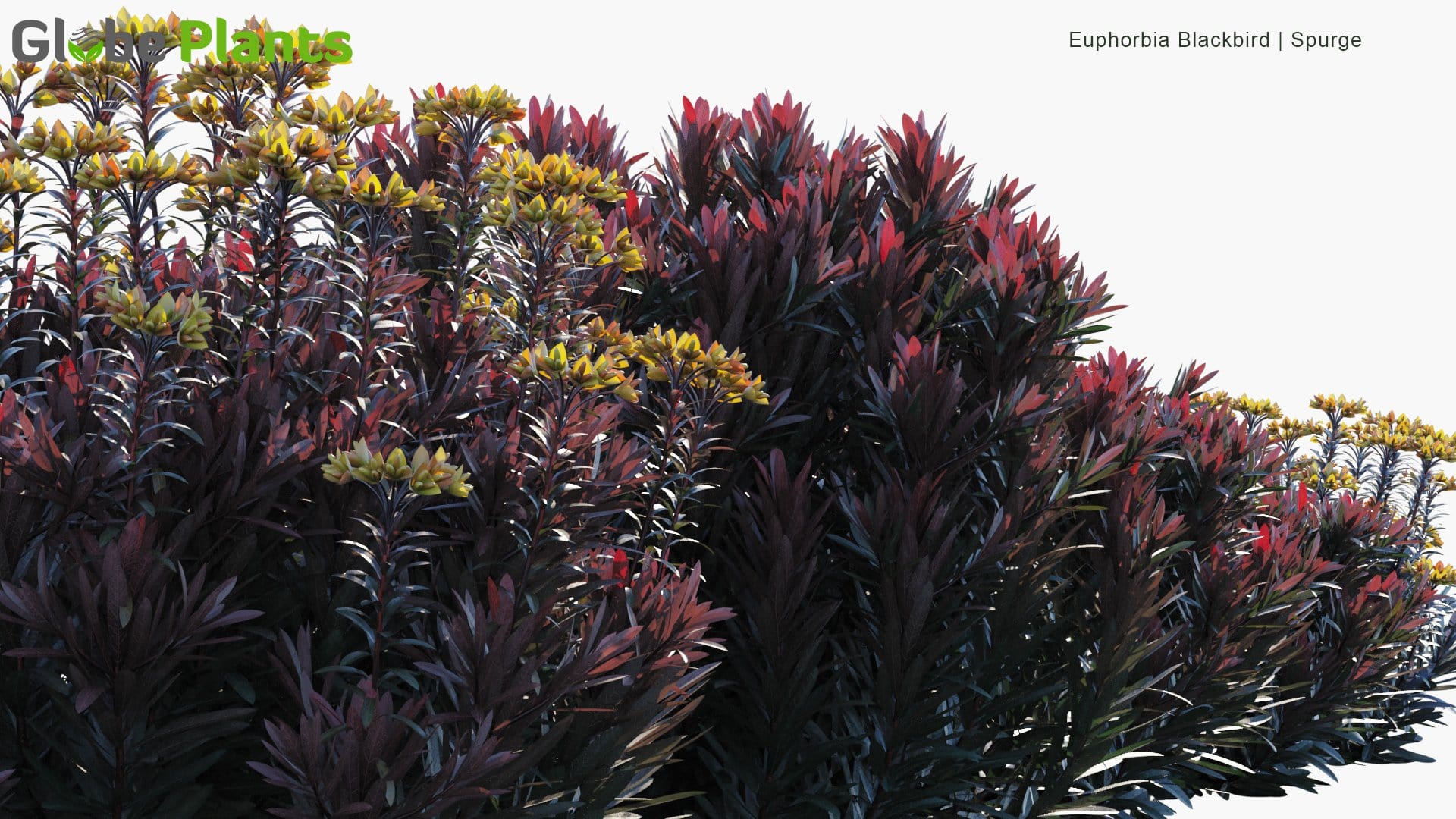 Euphorbia Blackbird - Spurge (3D Model)