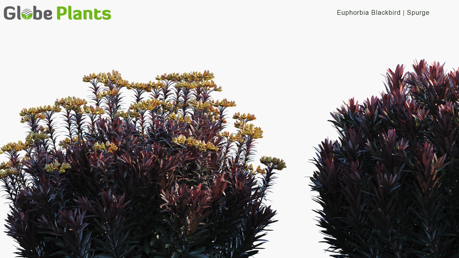 Euphorbia Blackbird - Spurge (3D Model)