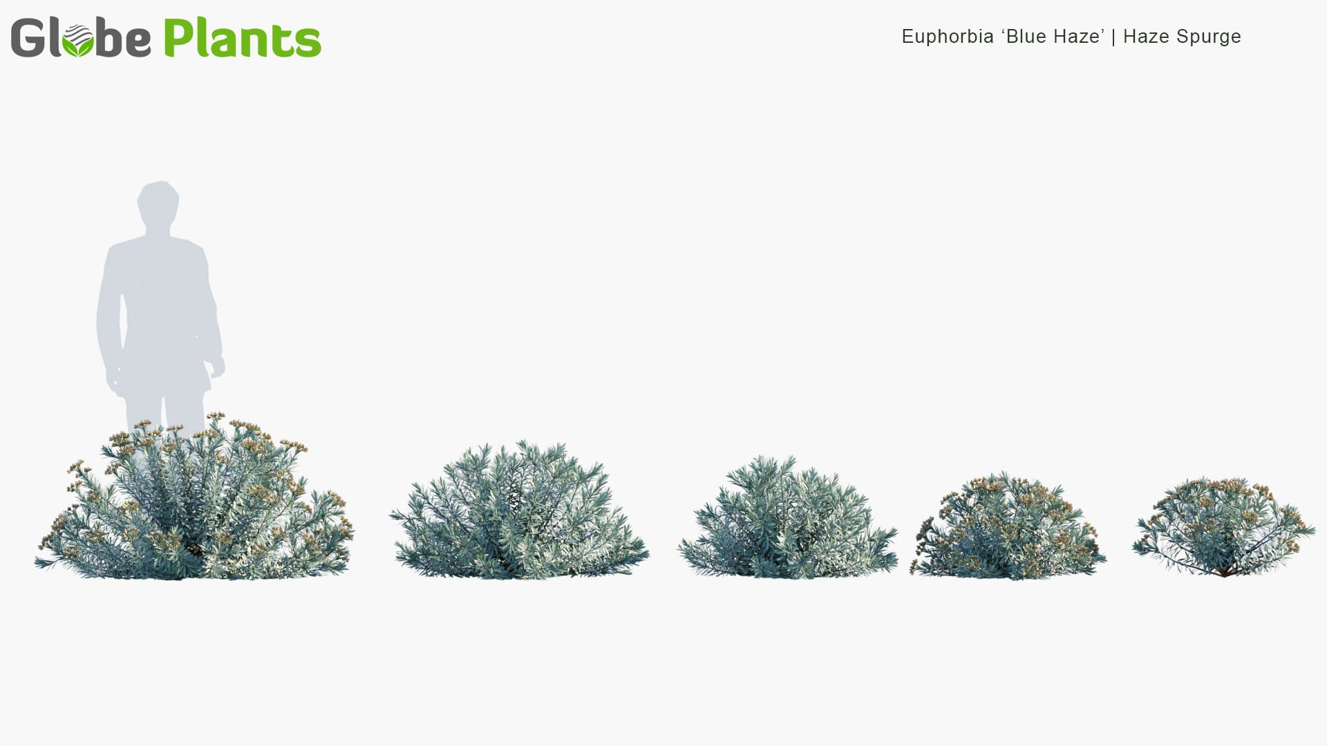Euphorbia ‘Blue Haze’ - Haze Spurge (3D Model)