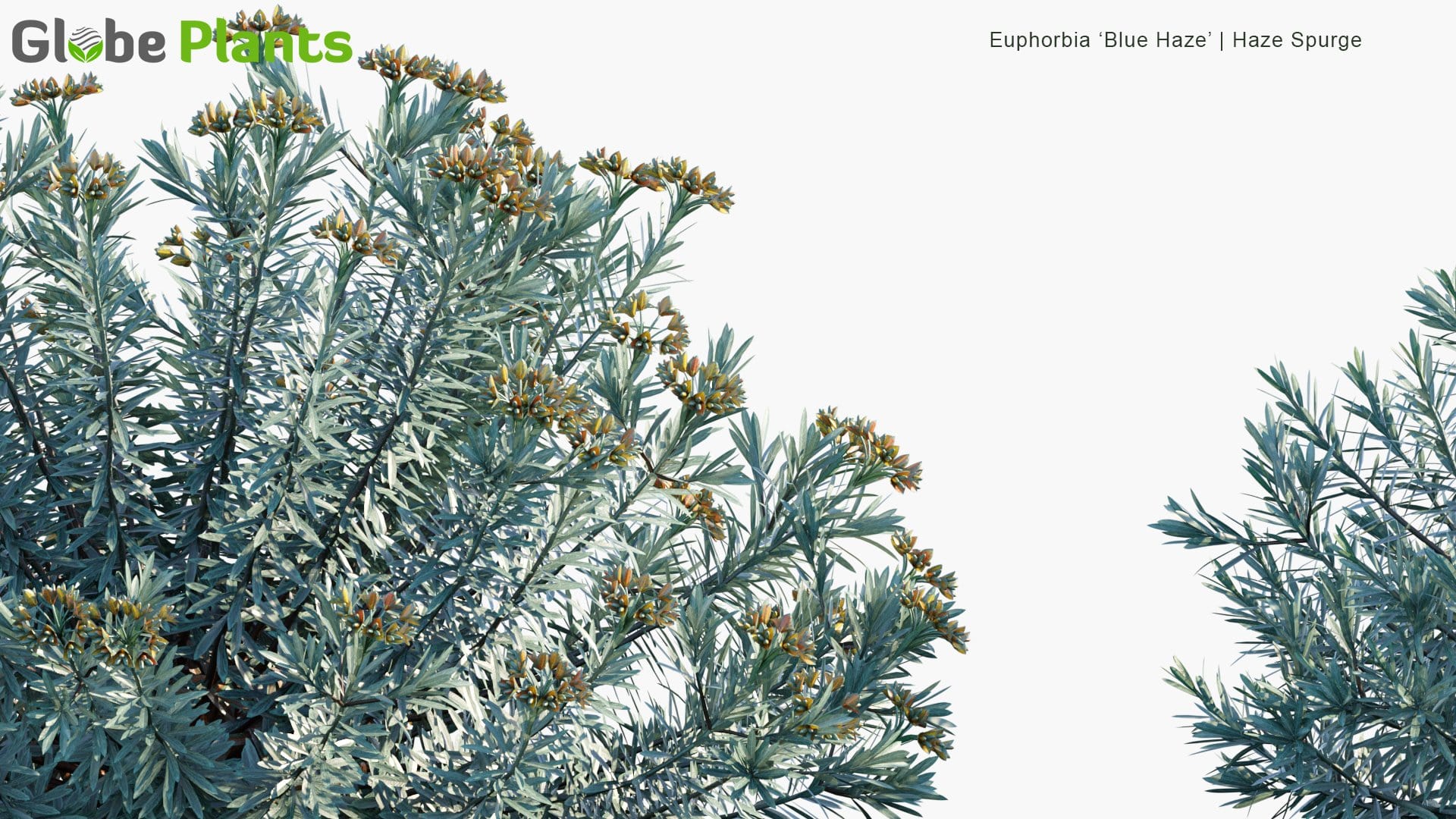 Euphorbia ‘Blue Haze’ - Haze Spurge (3D Model)