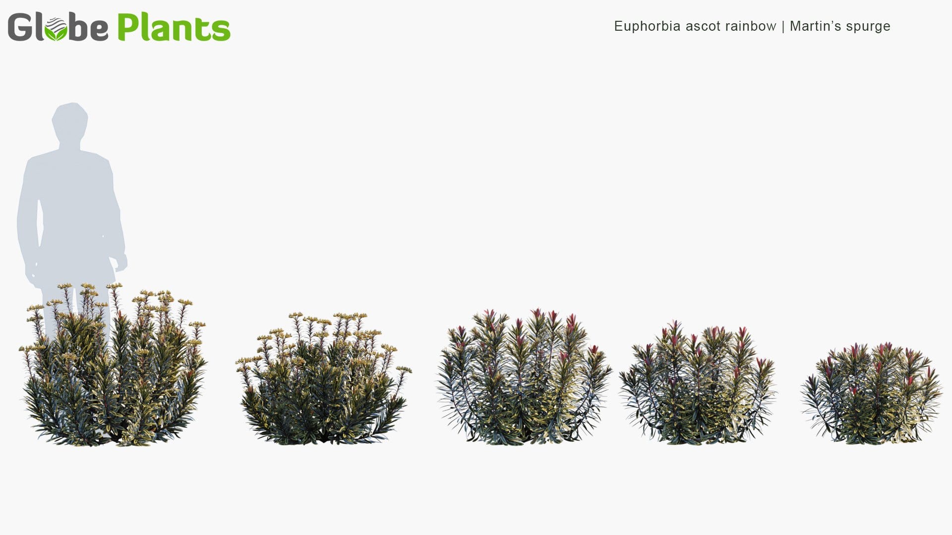Euphorbia Ascot Rainbow - Martin’s Spurge (3D Model)