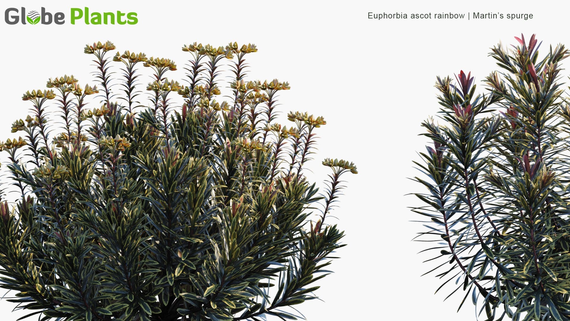 Euphorbia Ascot Rainbow - Martin’s Spurge (3D Model)