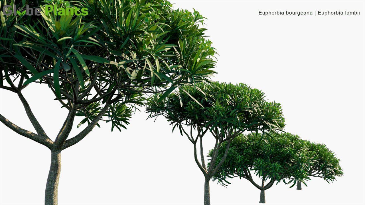Euphorbia Bourgeana - Euphorbia Lambii (3D Model)