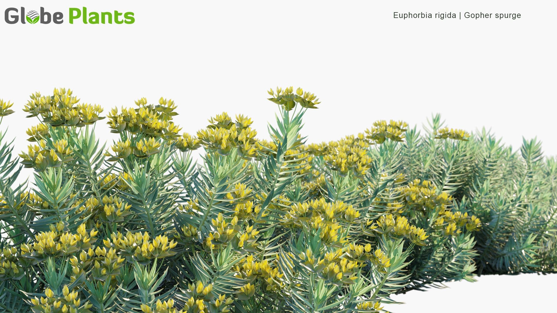 Euphorbia Rigida - Gopher Spurge (3D Model)