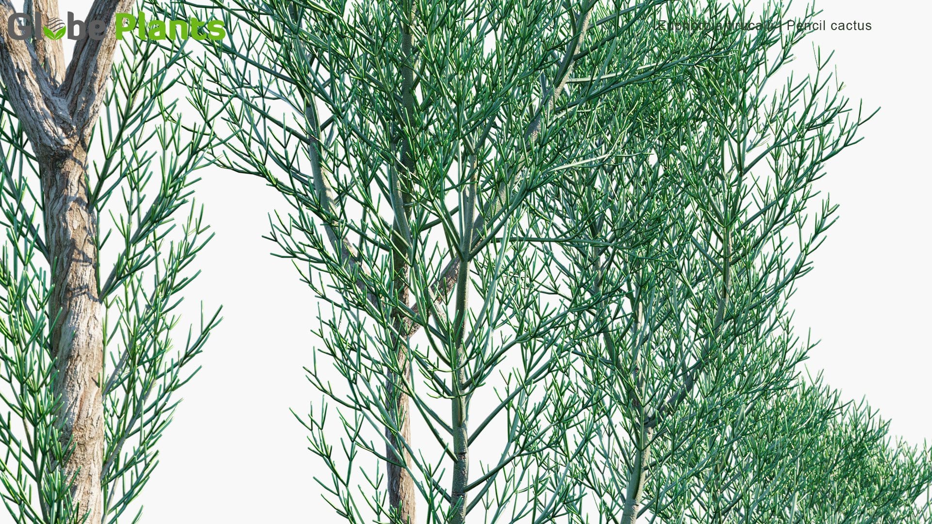 Euphorbia Tirucalli 3D Model