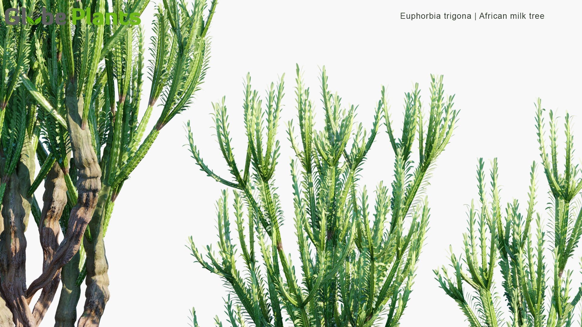 Euphorbia Trigona 3D Model