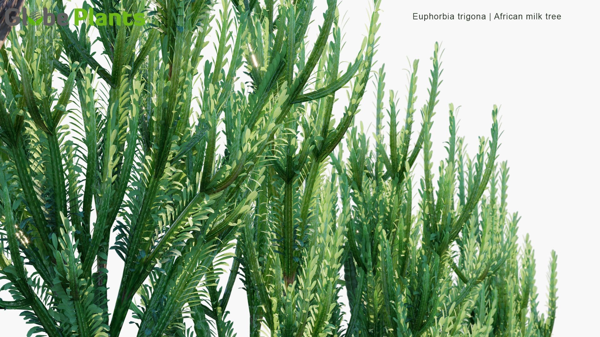 Euphorbia Trigona - African Milk Tree, Cathedral Cactus, Abyssinian Euphorbia, High Chaparall (3D Model)