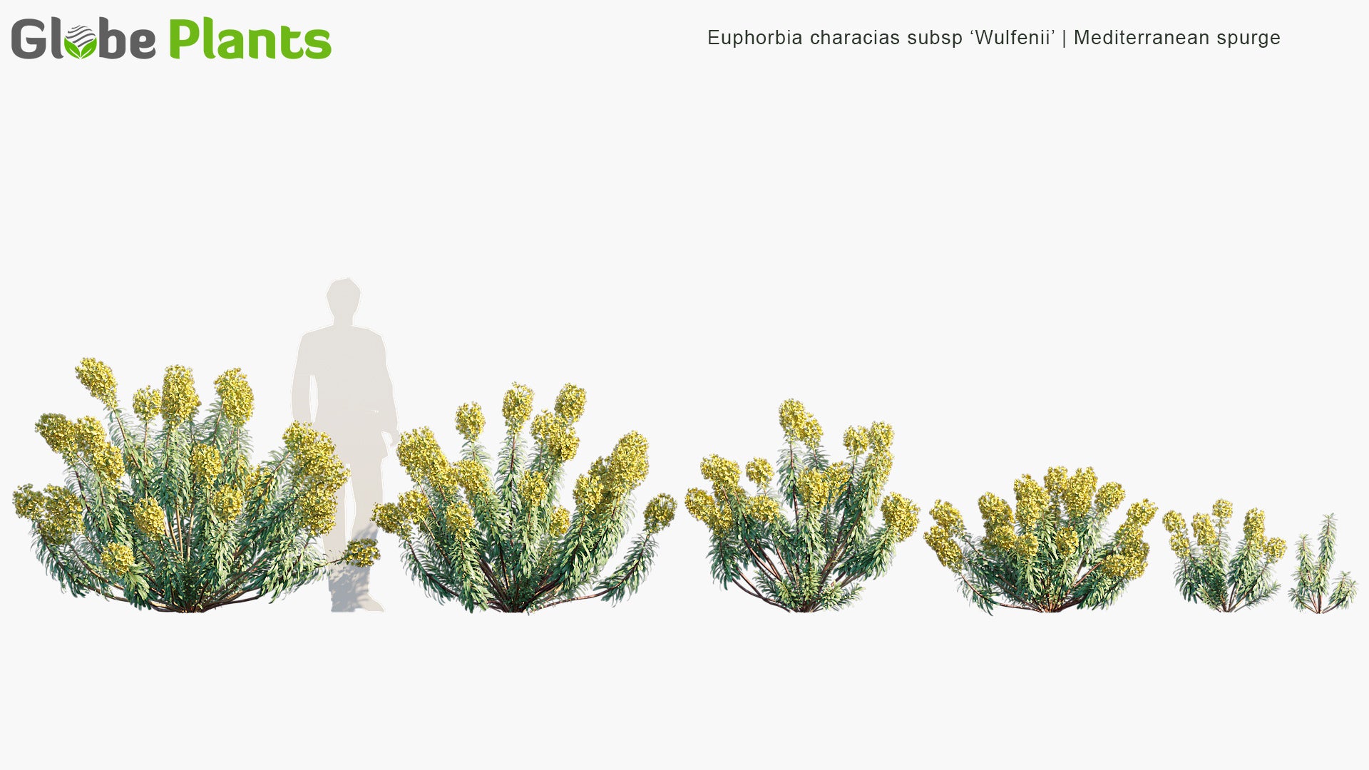 Euphorbia Characias Subsp 'Wulfenii' - Mediterranean Spurge