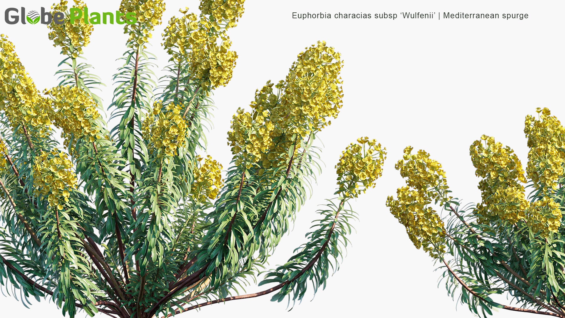 Euphorbia Characias Subsp 'Wulfenii' - Mediterranean Spurge