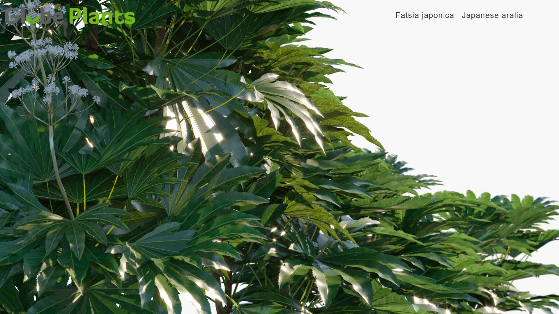 Fatsia Japonica - Glossy-Leaf Paper Plant, Fatsi, Paperplant, False Castor Oil Plant, Japanese Aralia (3D Model)