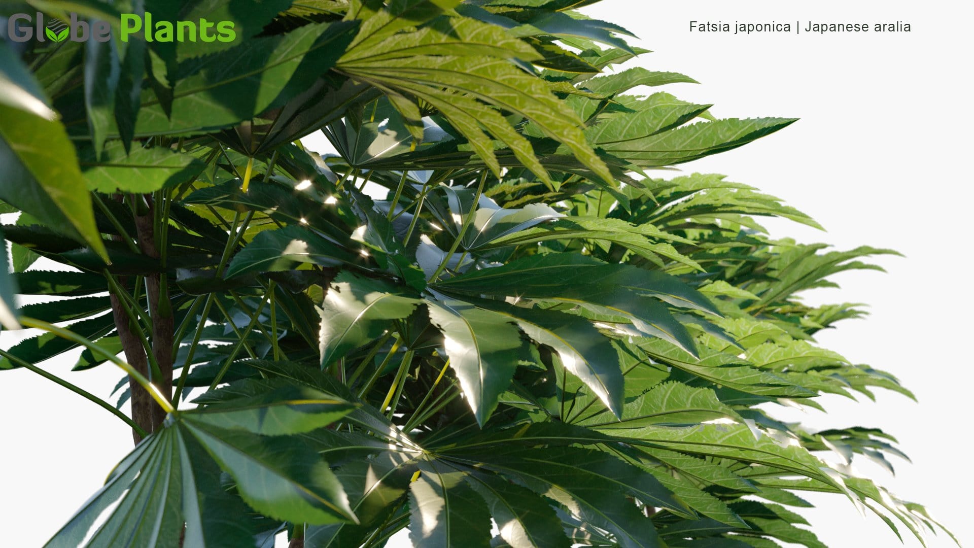 Fatsia Japonica - Glossy-Leaf Paper Plant, Fatsi, Paperplant, False Castor Oil Plant, Japanese Aralia (3D Model)