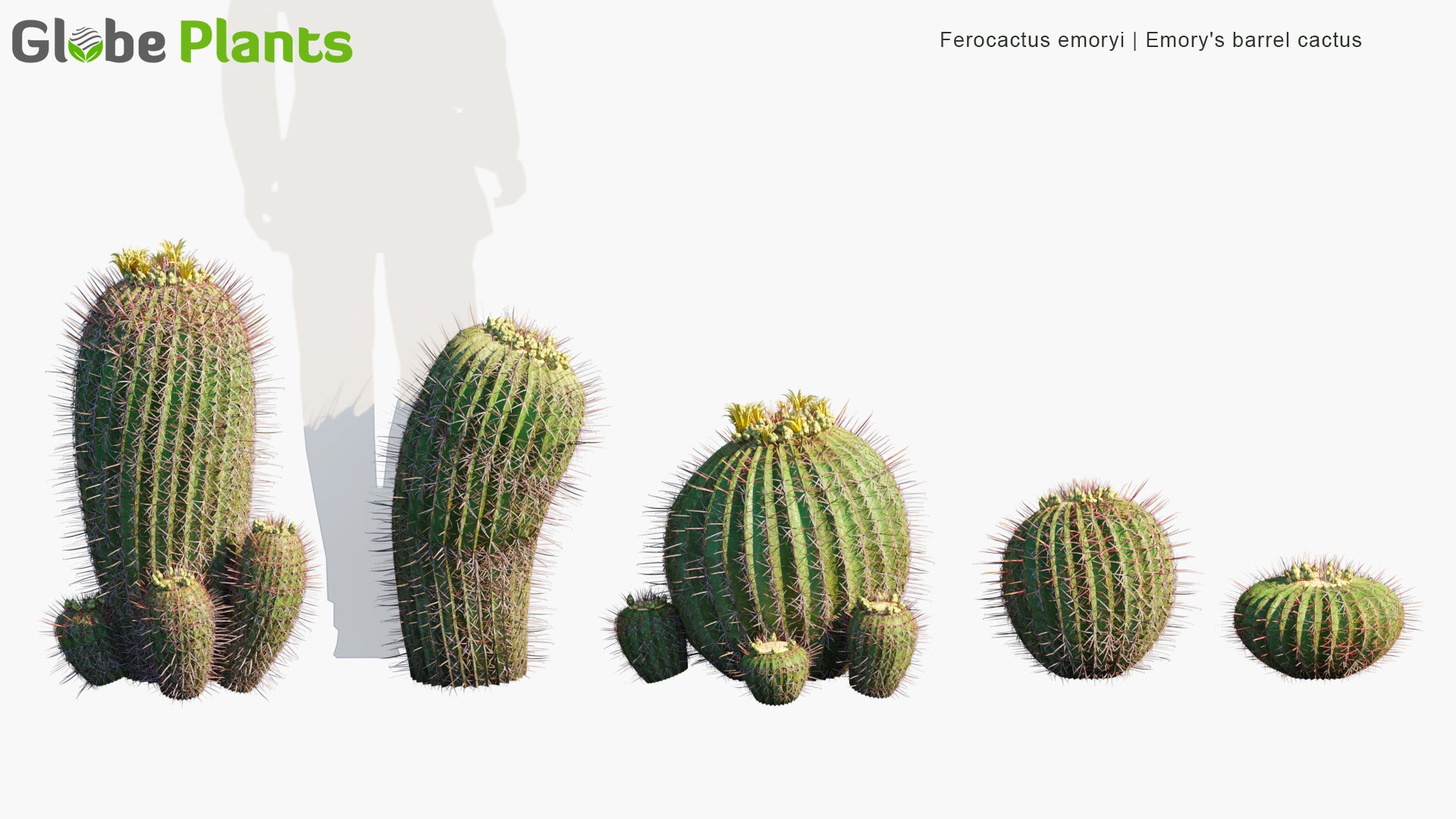 Ferocactus Emoryi - Emory's Barrel Cactus, Coville's Barrel Cactus, Traveler's Friend