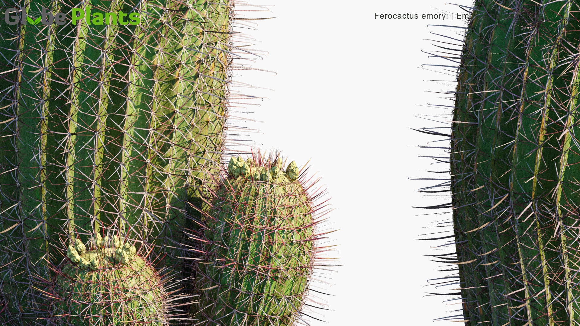 Ferocactus Emoryi - Emory's Barrel Cactus, Coville's Barrel Cactus, Traveler's Friend