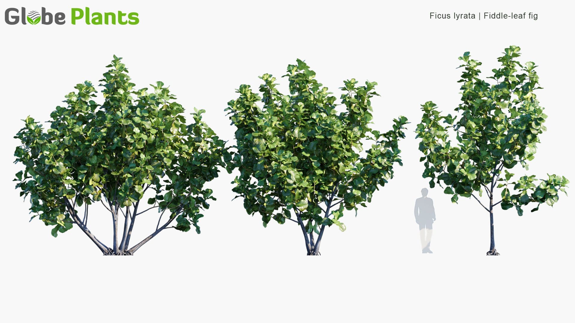 Ficus Lyrata - Fiddle-Leaf Fig (3D Model)