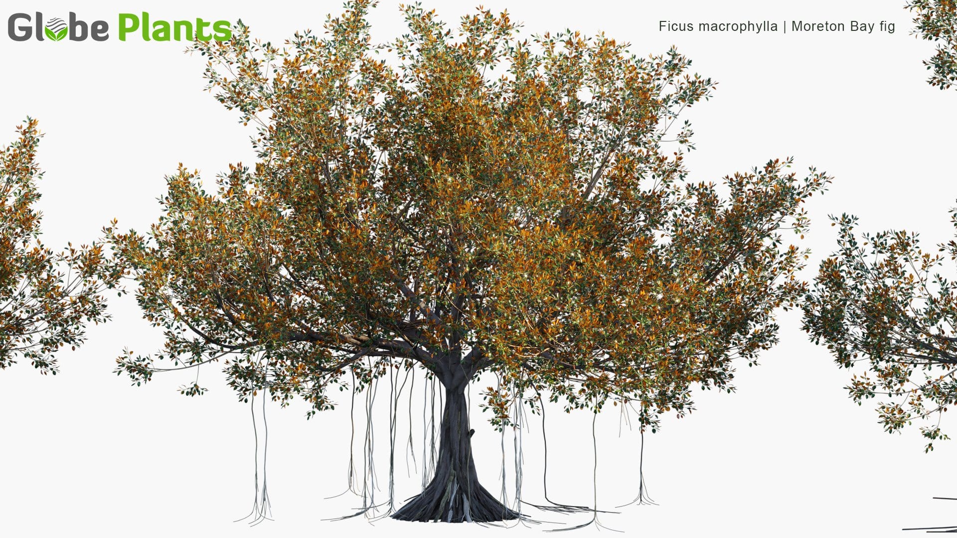 Ficus Macrophylla 3D Model