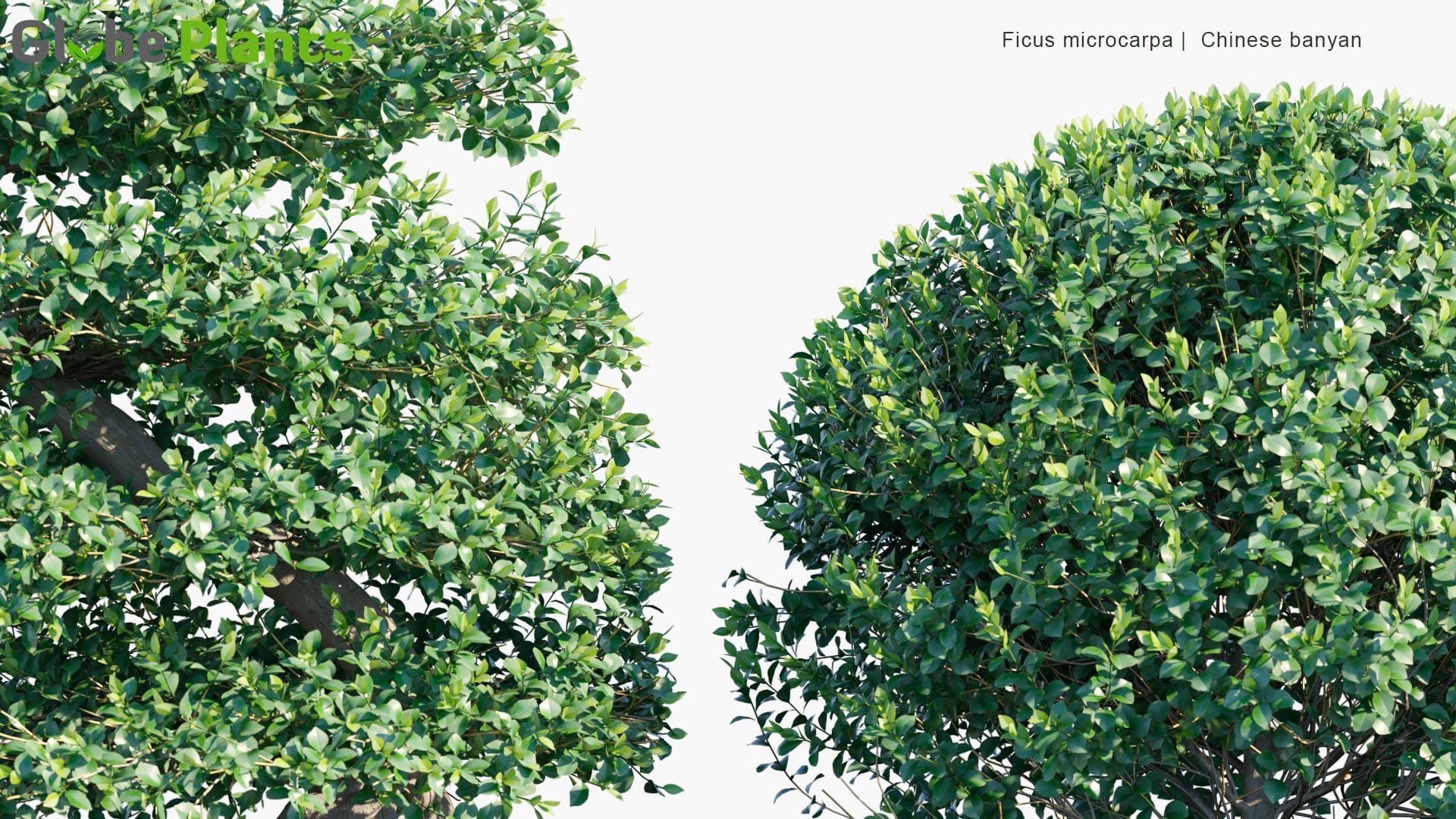Ficus Microcarpa - Chinese Banyan, Malayan Banyan, Indian Laurel, Curtain Fig, Gajumaru | Hedge (3D Model)