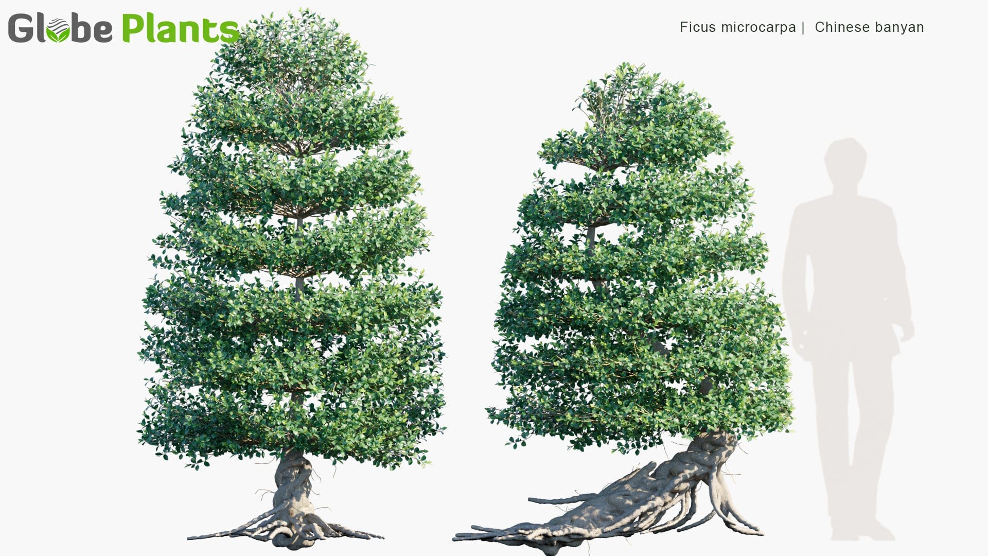 Ficus Microcarpa - Chinese Banyan, Malayan Banyan, Indian Laurel, Curtain Fig, Gajumaru | Hedge (3D Model)