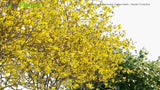 Load image into Gallery viewer, Forsythia x Intermedia &#39;Golden Bells&#39; - Border Forsythia, Golden Bell