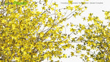 Load image into Gallery viewer, Forsythia x Intermedia &#39;Golden Bells&#39; - Border Forsythia, Golden Bell